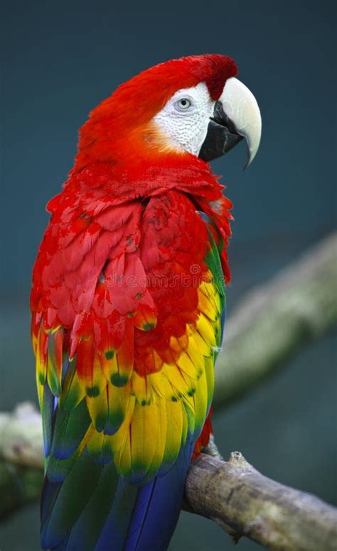 True parrots stock image. Image of parrots, lovely, wings - 14335077