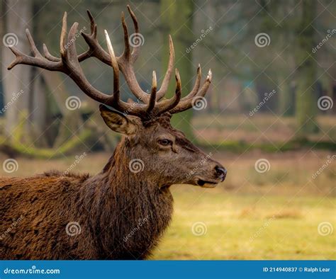 A Buck Deer with Huge Antlers Stock Image - Image of outdoors, autumn ...