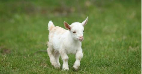 Goat - A-Z Animals