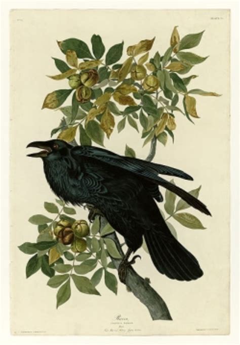 Raven Symbolism, Lore & Mythology | HubPages