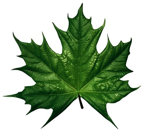 Green leaves PNG Image - PurePNG | Free transparent CC0 PNG Image Library