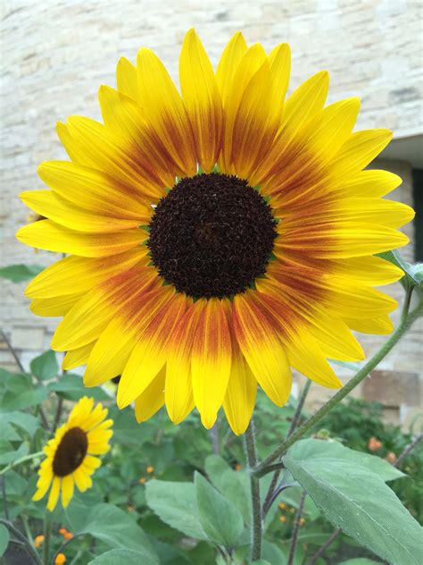 Sumflower at Smithsonian Indian Museum | Indian museum, Flower photos ...