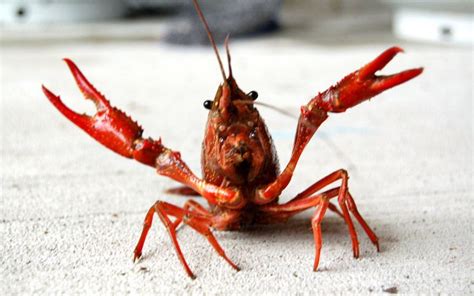 What Do Crawfish Eat? - What Do Animals Eat - Ecology Center