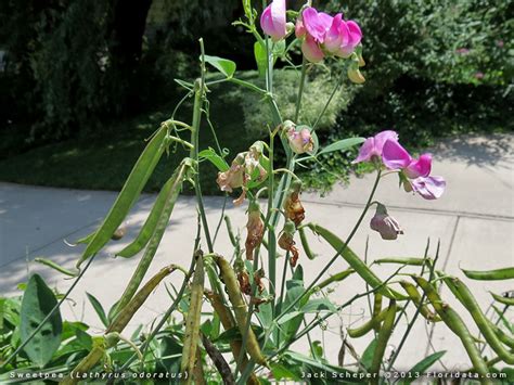 Lathyrus odoratus