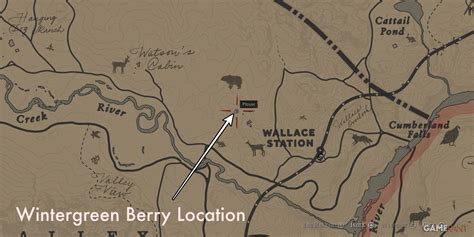 Red Dead Redemption 2: Where to Find All Berries