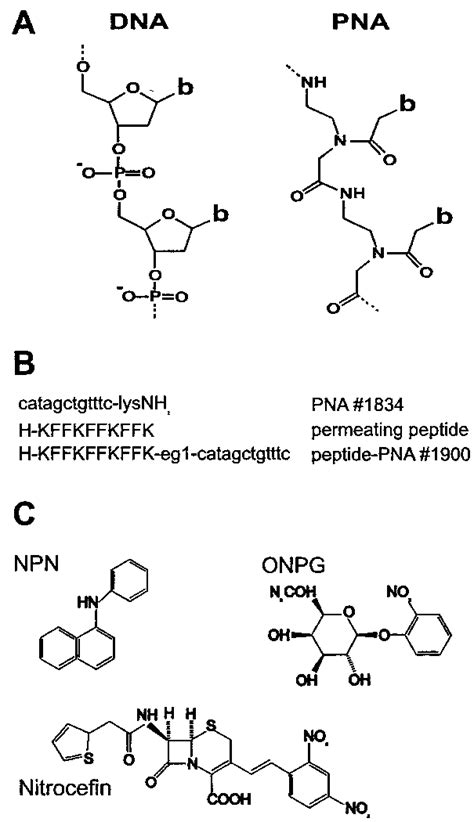 Chemical structure of peptide nucleic acid and cell barrier probes used... | Download Scientific ...