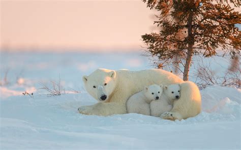 Wallpaper Polar bear family, play, snow 1920x1200 Picture, Image