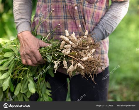 Farmer harvest peanut on agriculture plantation Stock Photo by ...