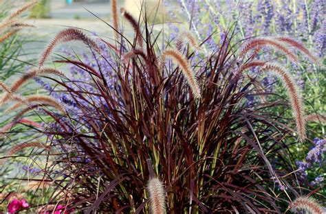 Learn how to grow this lovely ornamental in this guide on Purple Fountain Grass | Red fountain ...