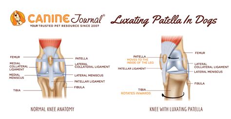 Luxating Patella In Dogs: Symptoms, Diagnosis, Treatment & More