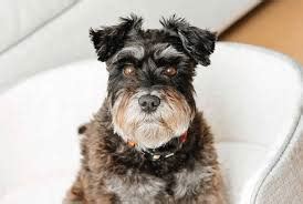 Teddy Bear Schnauzer Haircut Pictures & Styles!