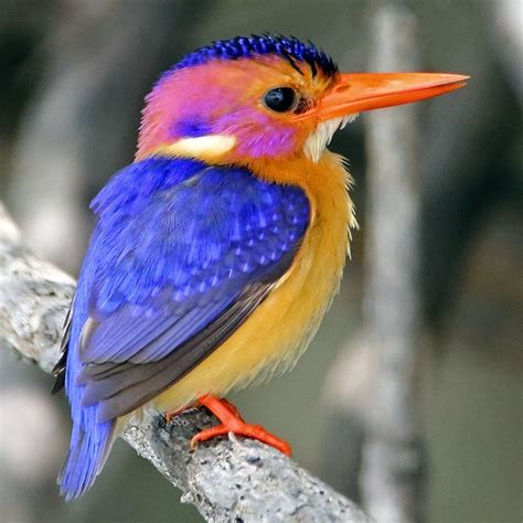 African Pygmy Kingfisher | Pet birds, African animals photography, African animals