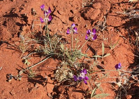 Australian Desert Plants - Fabaceae
