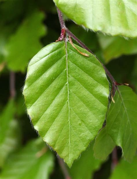 Beech hedge leaf close up | Follaje, Verde, Naturaleza