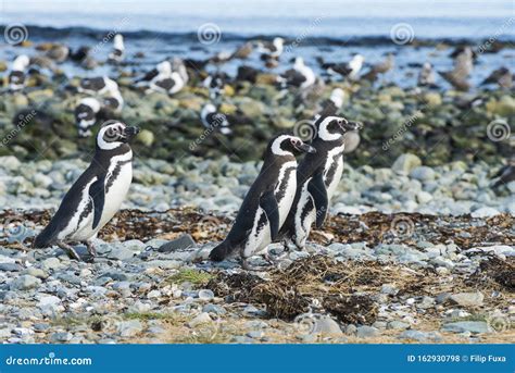 Three Magellanic Penguins on Magdalena Island in Chile Stock Photo - Image of adult ...