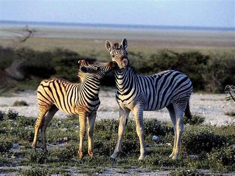 Zebra kiss | Cute animals, Animals kissing, Cute little animals