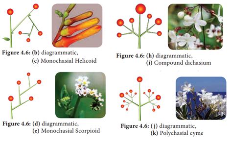 Cymose inflorescence - Types of Inflorescence