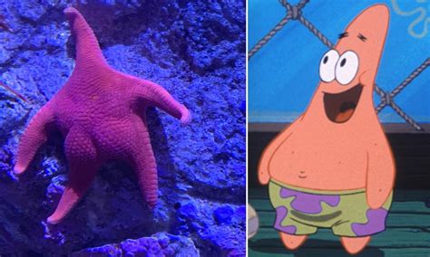 "SpongeBob dan Patrick Dunia Nyata" Ditemukan di Dasar Laut Samudera ...