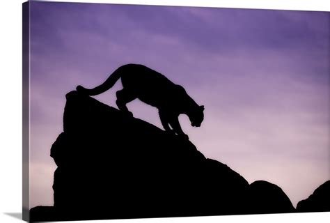 Mountain Lion silhouette, Yosemite National Park, California Wall Art ...