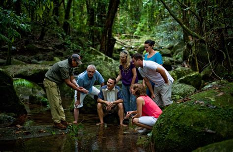 daintree-rainforest-tours - Great Barrier Reef Tours Port Douglas