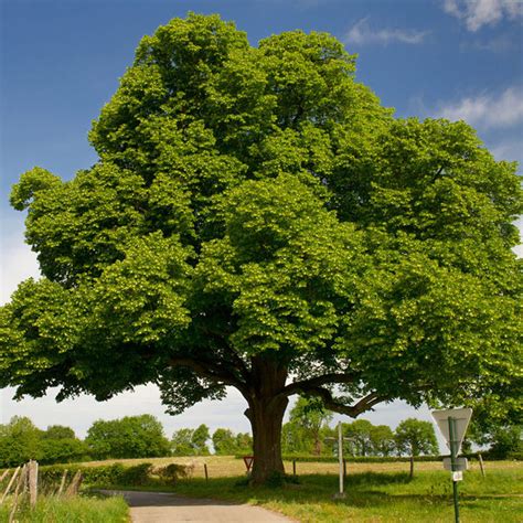 Chinese Chestnut Tree | Roasting Chestnuts | PlantingTree.com - PlantingTree