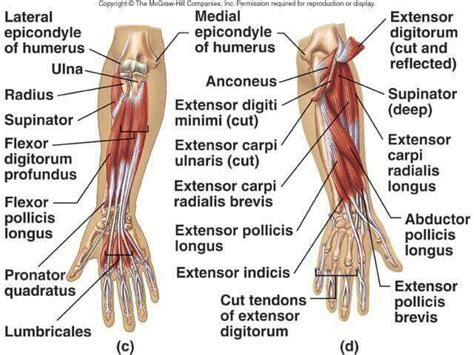 Flexors/Extensor | Forearm muscles, Muscular system anatomy, Anatomy bones