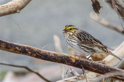 Quill Lakes Saskatchewan Birding Trip - Hike Bike Travel