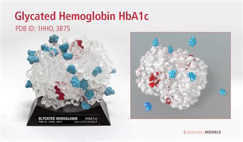 Biologic Models – 3D Printed Protein Models and Medical Animation