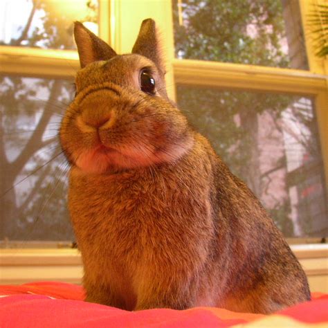 File:Netherland dwarf rabbit chibi.JPG - Wikimedia Commons