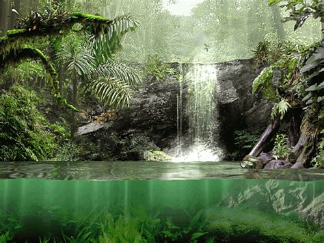 Fascinating Rainforest Screensaver for Windows - Screensavers Planet