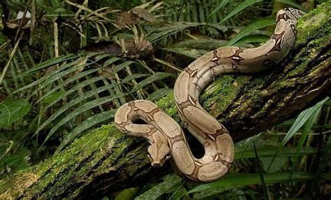 Boa Constrictor Facts, Description, Lifespan, Habitat, & Pictures