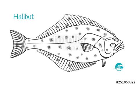 Halibut Drawing at PaintingValley.com | Explore collection of Halibut ...