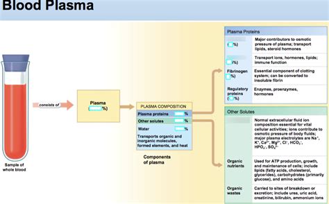 Ch.20 - Diagram - Blood Plasma Composition Diagram | Quizlet