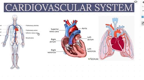 Cardiovascular System Introduction And Quiz