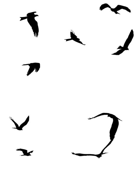 Ocean Birds PNG File | PNG Mart