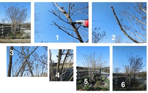 Proper Crape Myrtle Pruning | Department of Biosystems Engineering and ...