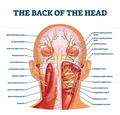 Back of the head muscle structure and nerve system diagram - VectorMine