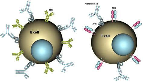 Cells | Free Full-Text | Ocrelizumab Depletes CD20+ T Cells in Multiple Sclerosis Patients