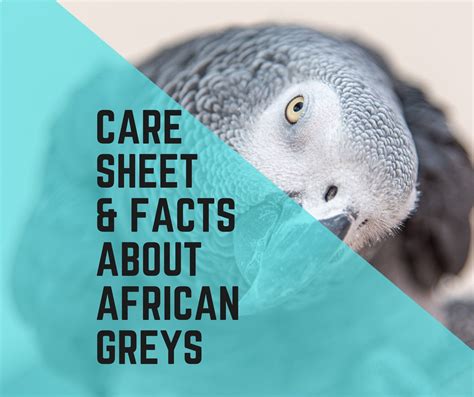 10 African Grey Parrot Care Facts - Birds News