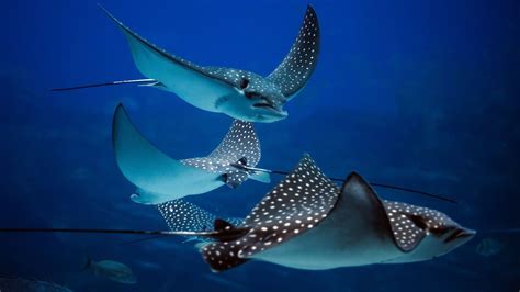 Stingray Facts [2022] Fun & Interesting Things To Know