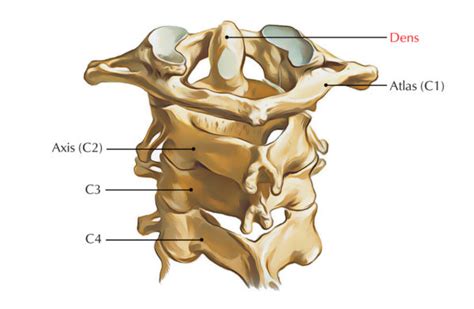 Dens (Odontoid Process) – Earth's Lab