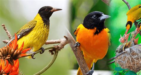 Birds in Bwindi National Park | Birding Safaris in Uganda | Uganda Safaris