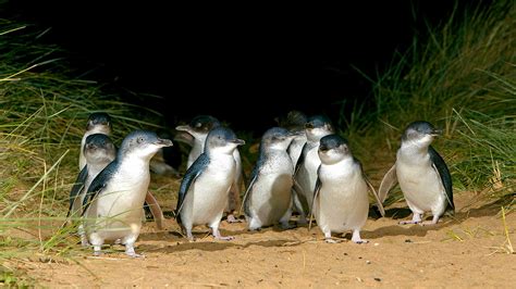 Phillip Island Penguin Parade & Sightseeing Tour | Diverse Travel Australia