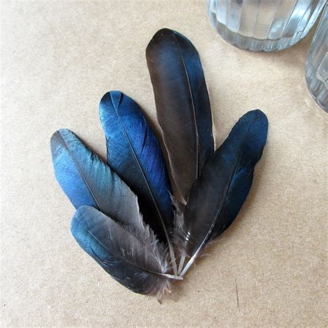 Magpie Feathers Small Blue Wings