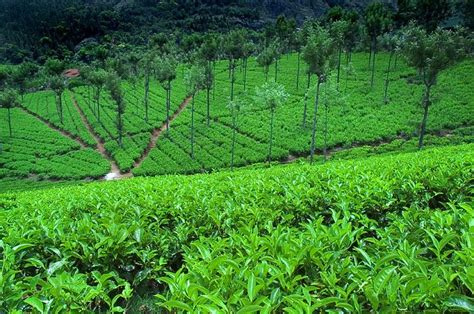 Ooty’s Tea Factory, named after the famous peak of Doddabetta was set ...