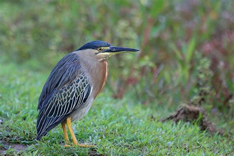 BirdsEye Photography: Striated Heron Photo by Matthew McCluskey