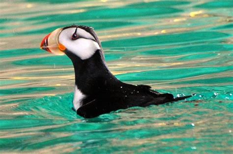 Horned Puffin | National wildlife refuge, Sea birds, Animals