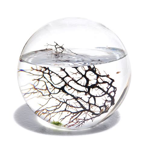 EcoSphere | Ecosphere, Aquatic ecosystem, Sphere