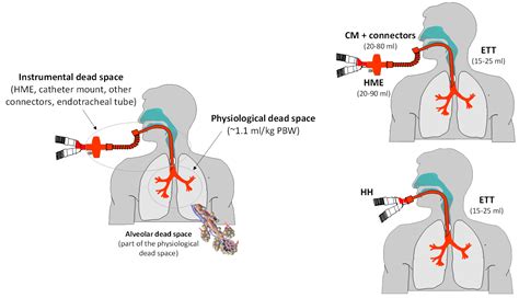 The Toronto Centre of Excellence in Mechanical Ventilation | Relations between dead space ...