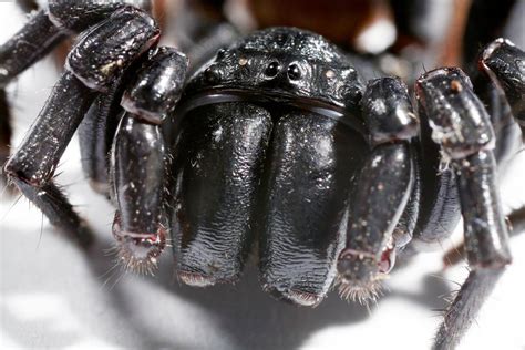 Funnel-web spider venom found to contain potent killer of skin cancer cells